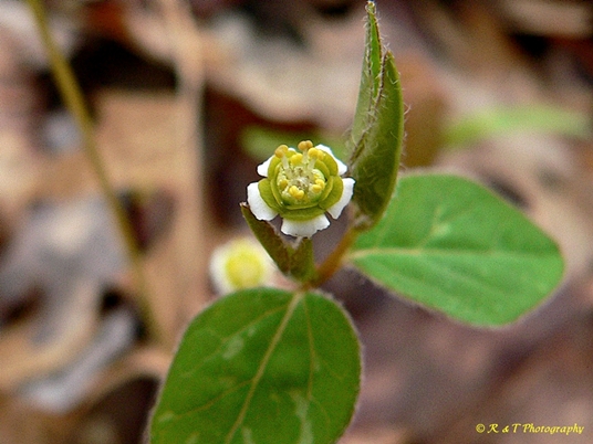 {Euphorbia mercurialina}